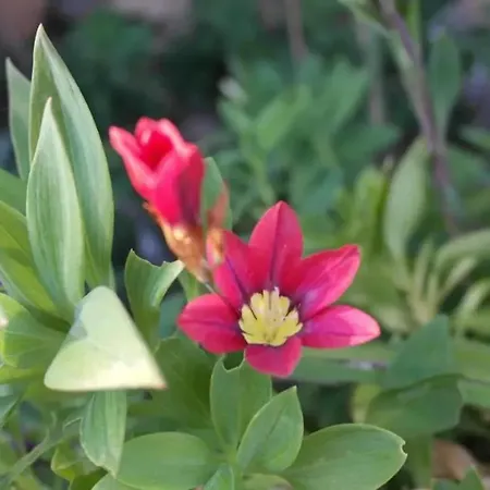 Charming With Pool In Vila *