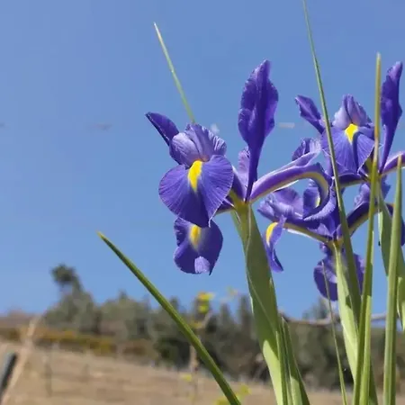 Vila Charming With Pool In Lamego